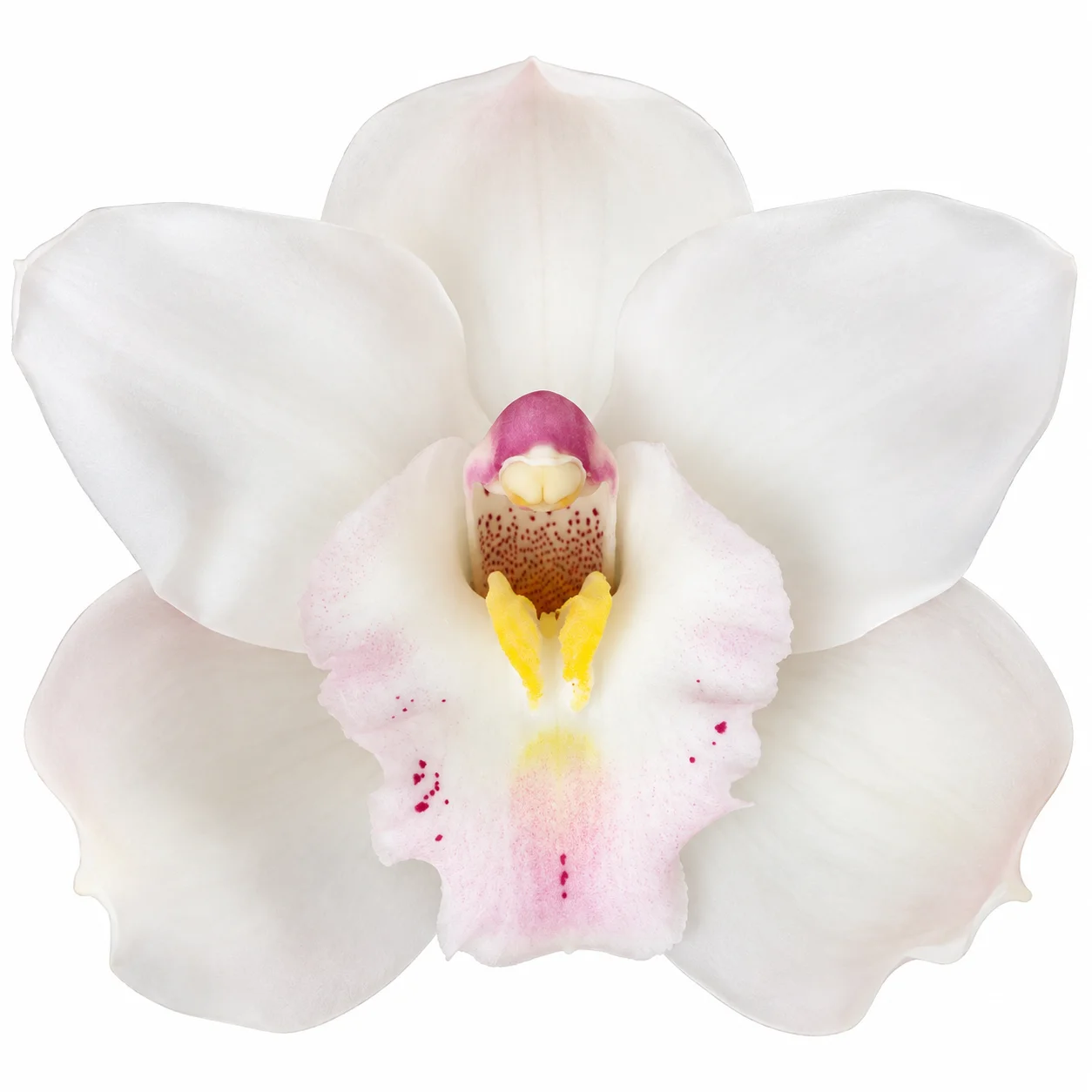 White Cymbidium Orchid with Pink / Yellow Lip White Cymbidium Orchid with Pink / Yellow Lip