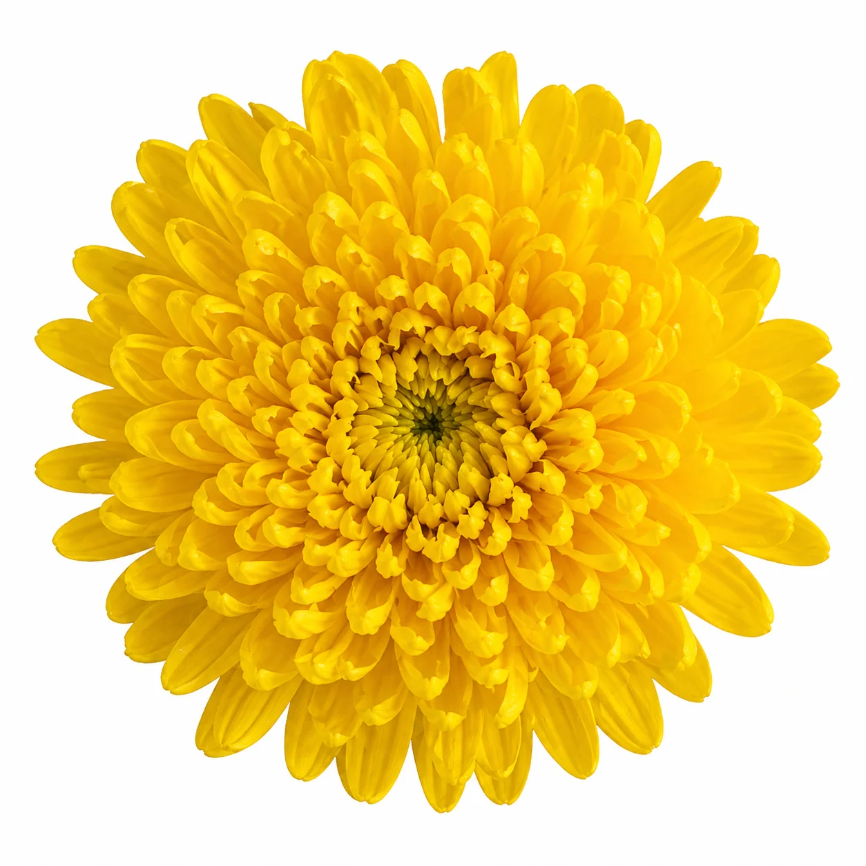 Wholesale yellow cremon mum - fresh golden bloom in full layered form, ideal for bulk wedding centerpieces and bouquets.