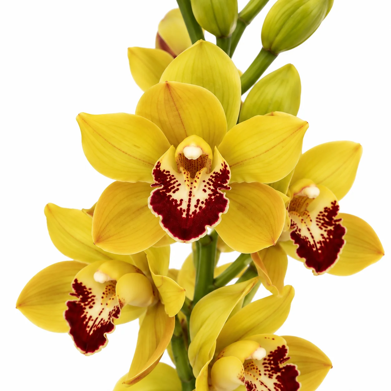 Bright yellow mini Cymbidium orchids for fresh wedding flowers, cheerful bouquets and tropical-inspired arrangements