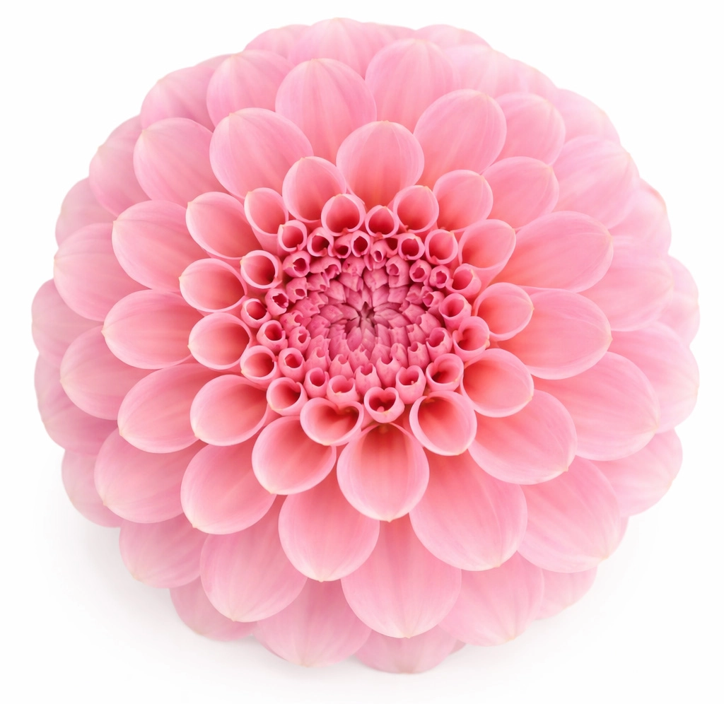 Pink Dahlia Wizard of Oz - Year Round Pink Dahlia Wizard of Oz - Year Round