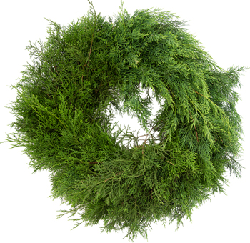 Classic Cedar Green Wreath featuring fresh, aromatic cedar foliage. Perfect for natural, rustic, or modern seasonal décor in homes and event spaces.