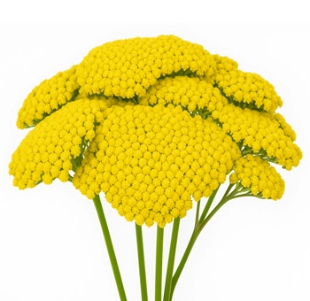 Achillea Yarrow Yellow
