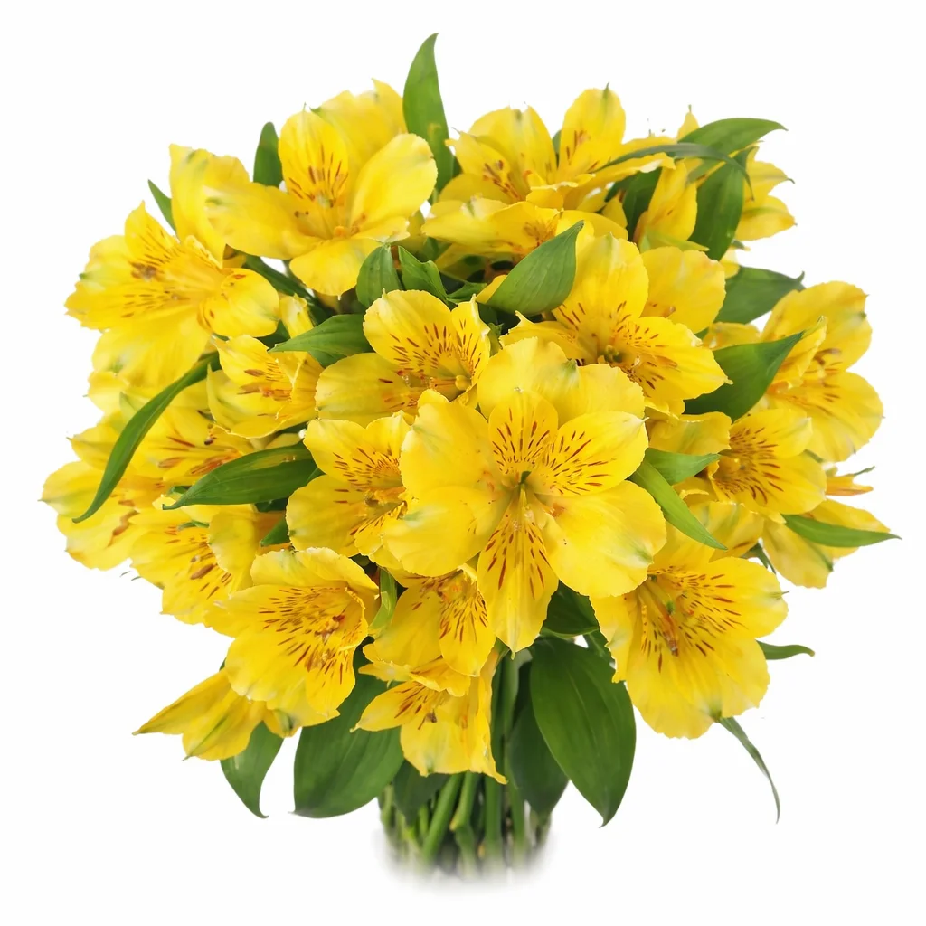 Yellow Alstroemeria