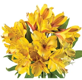 Wholesale yellow alstroemeria in bulk, a perfect choice for a cheerful and lively event ambiance.