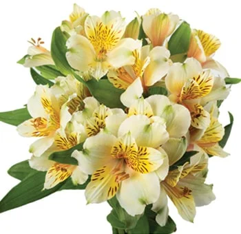 Bulk fresh cut yellow alstroemeria, adding a warm glow to the wedding decor.