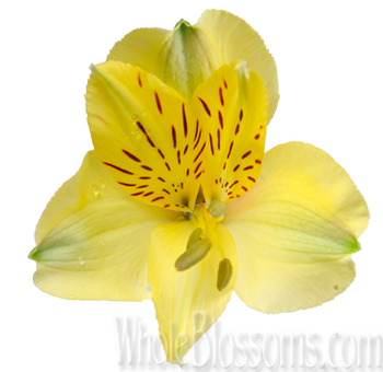 Close-up of vibrant yellow alstroemeria, symbolizing friendship and devotion in a wedding setup.