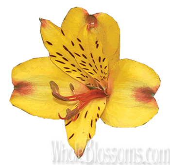 Sun-kissed yellow alstroemeria in a bridal bouquet, radiating joy and happiness.