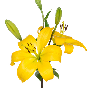 Stunning yellow asiatic lily bloom, a symbol of grace and charm