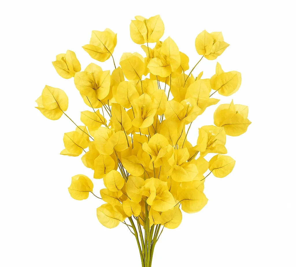 Buy yellow bougainvillea flowers in bulk at wholesale prices for weddings and events – vibrant tropical filler for bouquets, centerpieces, and ar
