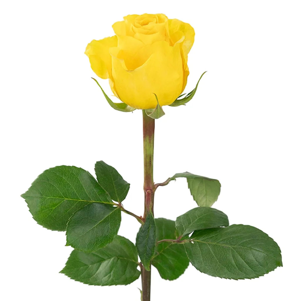 Wholesale Brighton Yellow Rose with vibrant petals, great for florists and event planners looking for affordable yet premium floral solutions.