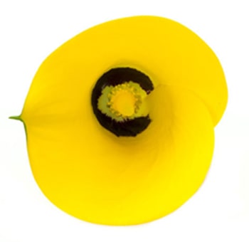 Close-up of a yellow Calla lily long bloom, ideal for bold wedding bouquets and modern floral designs.
