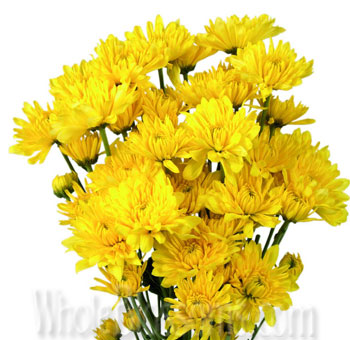 Chyrsanthemum