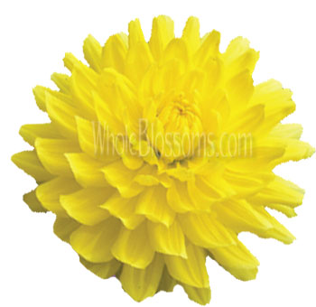 Yellow dahlia