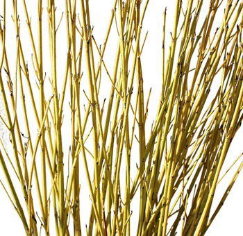 Dogwood