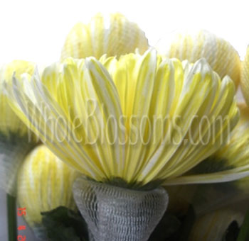 Tinted Yellow Mums