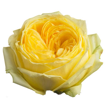 Yellow Garden Rose