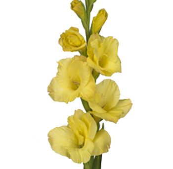 Yellow Flowers