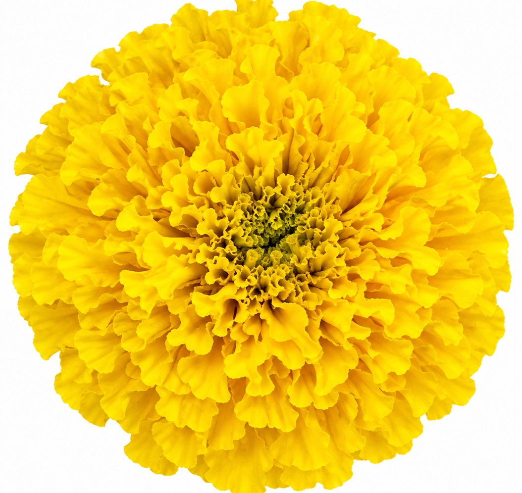 Fresh bright yellow marigold bouquet arrangement for events and floral designs at Whole Blossoms
