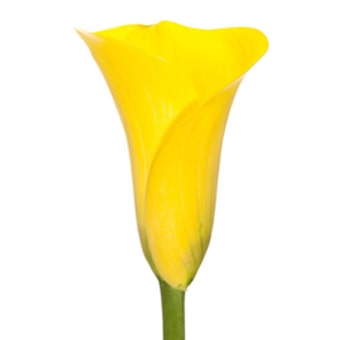 Striking yellow Calla lily long stem, perfect for sophisticated floral arrangements and special events.