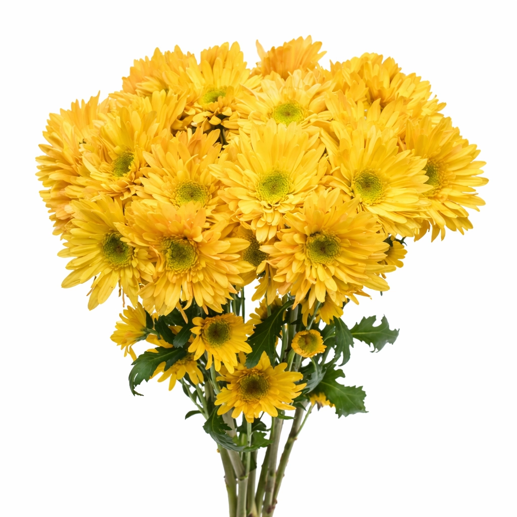 Wholesale yellow chrysanthemum pom poms for weddings and events decor