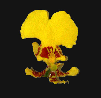 Bright yellow Oncidium orchid flower with red markings, perfect for exotic floral arrangements or tropical-themed events.