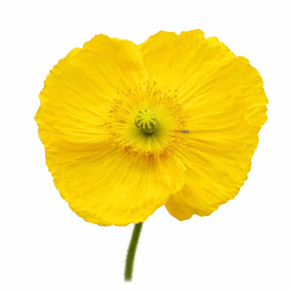 Yellow Poppy Flowers