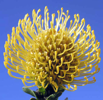 Vivid yellow pincushion protea with bold texture, ideal for tropical weddings, modern florals, and standout arrangements.