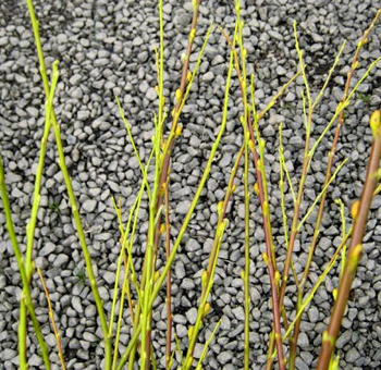 Close-up of slender, yellow-green branches against a backdrop of gray gravel, showcasing the vibrant new growth, perfect for use in minimalist floral arrangements or natural décor.