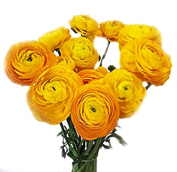 Premium yellow ranunculus flowers in mixed colors for next-day wholesale wedding flower delivery.