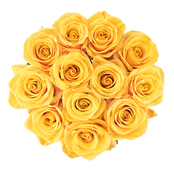 Bumble Bee Yellow Rose with sunny yellow velvety petals and full blooms, perfect for weddings, cheerful events, and vibrant floral arrangements.