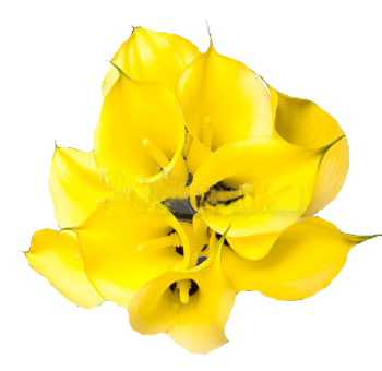 Vibrant yellow calla lilies with sleek petals, ideal for cheerful weddings, modern bouquets, and stylish floral displays.
