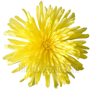Bright Yellow Anastasia Spider Mum in full bloom with vibrant petals, ideal for adding a cheerful pop of color to wedding bouquets and floral arrangements.