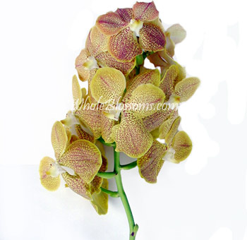 Yellow Vanda Orchid