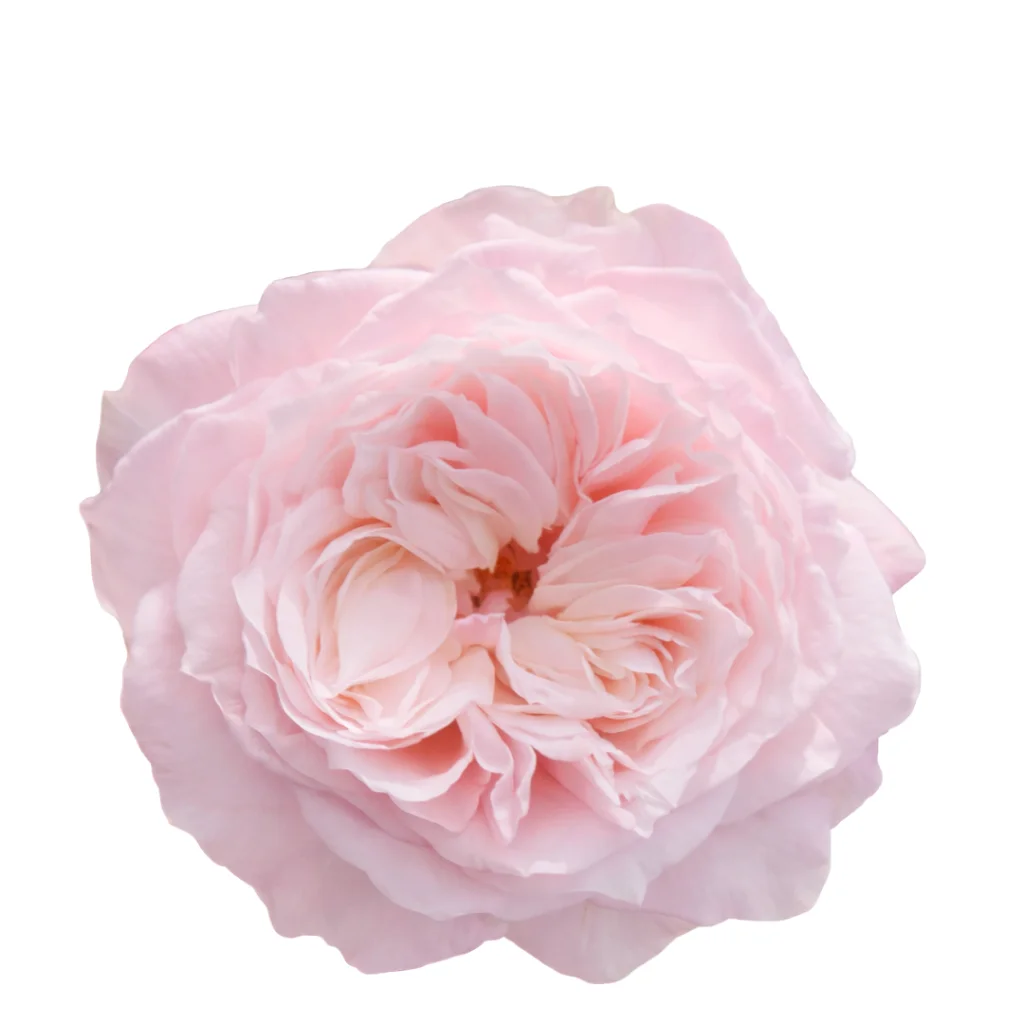 Yuyi Garden Blush Pink Garden Roses Yuyi Garden Blush Pink Garden Roses