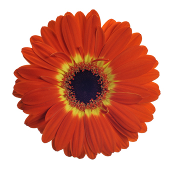 Bicolor Orange Gerbera Daisy