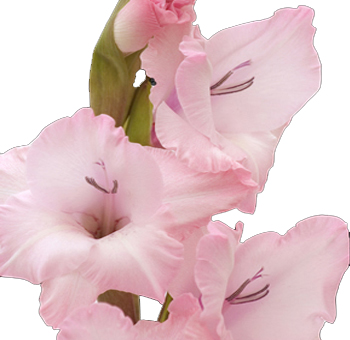 Pink Gladiolus Flower