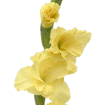 Yellow Gladiolus