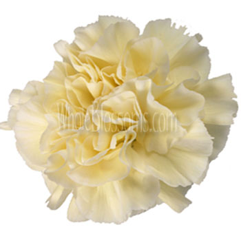 Ivory Carnation Flowers Overnight Delivery