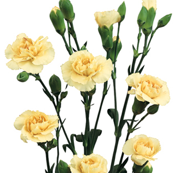 Cream Mini Carnations for Valentine's Day