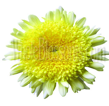 Cremon Disbud Flower - Yellow