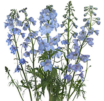 Light Blue Delphinium Flowers