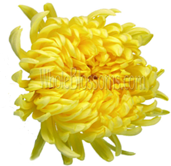 Vibrant Yellow Cremon Mums in full bloom, symbolizing joy and unity in wedding floral arrangements.