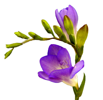 Freesia Purple Flower