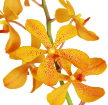 Mokara Orchid Gold Flower