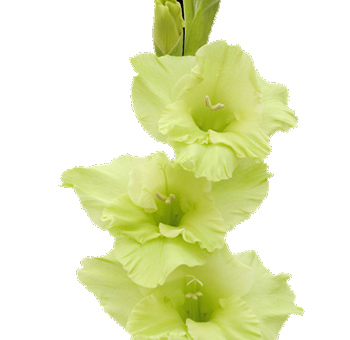 Green Gladiolus Flower