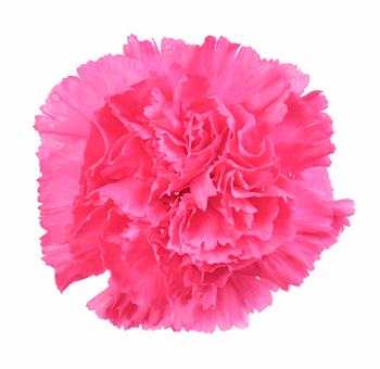 Hot Pink Carnations for Valentine's Day