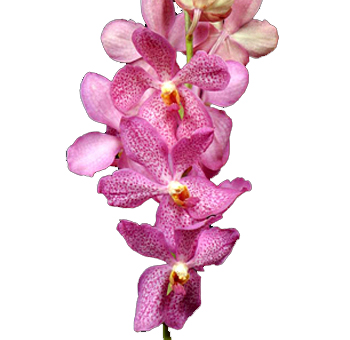 Jaguar Pink Mokara Orchid Flower