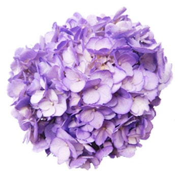Jumbo Lavender Hydrangea Tinted