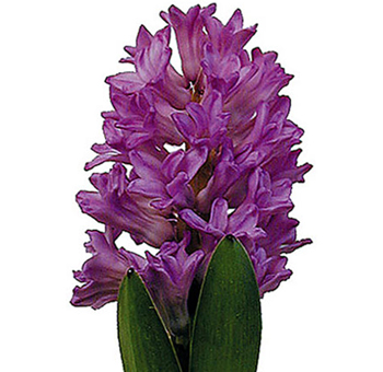 Hyacinth Lavender Purple
