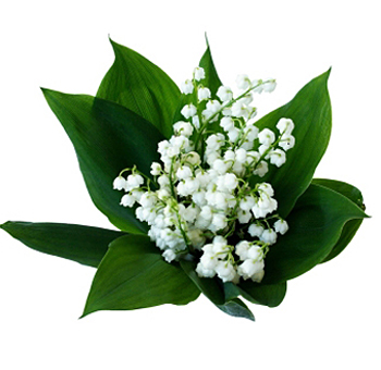 Lily of the Valley Flower - 10 Stems